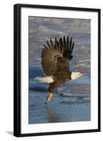 Bald Eagle Catchs a Fish in it's Talons-Hal Beral-Framed Photographic Print