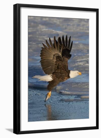 Bald Eagle Catchs a Fish in it's Talons-Hal Beral-Framed Photographic Print