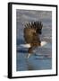 Bald Eagle Catchs a Fish in it's Talons-Hal Beral-Framed Photographic Print