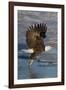 Bald Eagle Catchs a Fish in it's Talons-Hal Beral-Framed Photographic Print