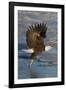 Bald Eagle Catchs a Fish in it's Talons-Hal Beral-Framed Photographic Print