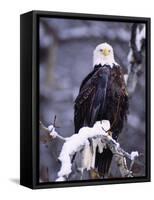 Bald Eagle, Chilkat River, AK-Elizabeth DeLaney-Framed Stretched Canvas