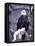 Bald Eagle, Chilkat River, AK-Elizabeth DeLaney-Framed Stretched Canvas