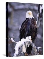 Bald Eagle, Chilkat River, AK-Elizabeth DeLaney-Stretched Canvas
