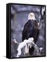 Bald Eagle, Chilkat River, AK-Elizabeth DeLaney-Framed Stretched Canvas