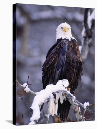 Bald Eagle, Chilkat River, AK-Elizabeth DeLaney-Stretched Canvas