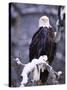 Bald Eagle, Chilkat River, AK-Elizabeth DeLaney-Stretched Canvas