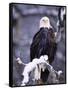 Bald Eagle, Chilkat River, AK-Elizabeth DeLaney-Framed Stretched Canvas