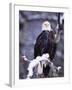 Bald Eagle, Chilkat River, AK-Elizabeth DeLaney-Framed Premium Photographic Print