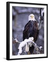 Bald Eagle, Chilkat River, AK-Elizabeth DeLaney-Framed Premium Photographic Print