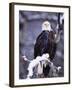 Bald Eagle, Chilkat River, AK-Elizabeth DeLaney-Framed Premium Photographic Print