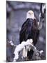 Bald Eagle, Chilkat River, AK-Elizabeth DeLaney-Mounted Premium Photographic Print
