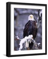 Bald Eagle, Chilkat River, AK-Elizabeth DeLaney-Framed Photographic Print