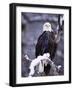 Bald Eagle, Chilkat River, AK-Elizabeth DeLaney-Framed Photographic Print