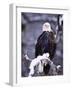 Bald Eagle, Chilkat River, AK-Elizabeth DeLaney-Framed Photographic Print