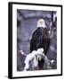 Bald Eagle, Chilkat River, AK-Elizabeth DeLaney-Framed Photographic Print