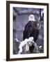 Bald Eagle, Chilkat River, AK-Elizabeth DeLaney-Framed Photographic Print