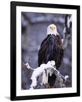 Bald Eagle, Chilkat River, AK-Elizabeth DeLaney-Framed Photographic Print