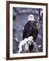 Bald Eagle, Chilkat River, AK-Elizabeth DeLaney-Framed Photographic Print