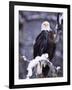 Bald Eagle, Chilkat River, AK-Elizabeth DeLaney-Framed Photographic Print