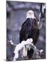 Bald Eagle, Chilkat River, AK-Elizabeth DeLaney-Mounted Photographic Print