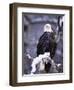 Bald Eagle, Chilkat River, AK-Elizabeth DeLaney-Framed Photographic Print