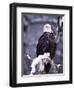 Bald Eagle, Chilkat River, AK-Elizabeth DeLaney-Framed Photographic Print