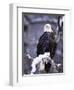 Bald Eagle, Chilkat River, AK-Elizabeth DeLaney-Framed Photographic Print