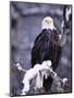 Bald Eagle, Chilkat River, AK-Elizabeth DeLaney-Mounted Photographic Print