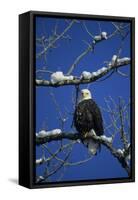 Bald Eagle, Chilkat River, Haines, Alaska, USA-Gerry Reynolds-Framed Stretched Canvas