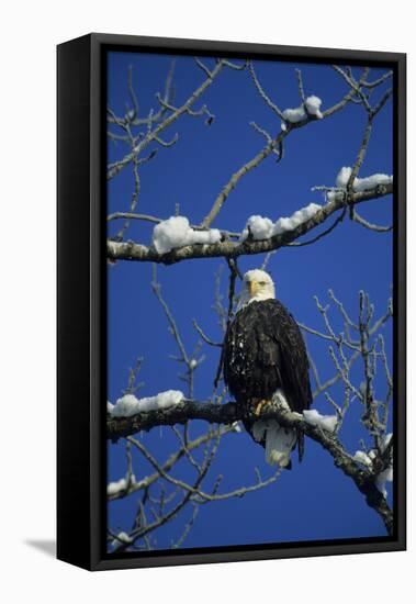 Bald Eagle, Chilkat River, Haines, Alaska, USA-Gerry Reynolds-Framed Stretched Canvas