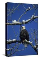 Bald Eagle, Chilkat River, Haines, Alaska, USA-Gerry Reynolds-Stretched Canvas