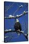 Bald Eagle, Chilkat River, Haines, Alaska, USA-Gerry Reynolds-Stretched Canvas