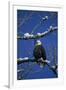 Bald Eagle, Chilkat River, Haines, Alaska, USA-Gerry Reynolds-Framed Premium Photographic Print