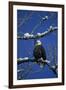 Bald Eagle, Chilkat River, Haines, Alaska, USA-Gerry Reynolds-Framed Premium Photographic Print