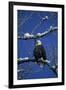 Bald Eagle, Chilkat River, Haines, Alaska, USA-Gerry Reynolds-Framed Premium Photographic Print