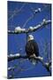 Bald Eagle, Chilkat River, Haines, Alaska, USA-Gerry Reynolds-Mounted Premium Photographic Print