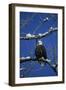 Bald Eagle, Chilkat River, Haines, Alaska, USA-Gerry Reynolds-Framed Photographic Print