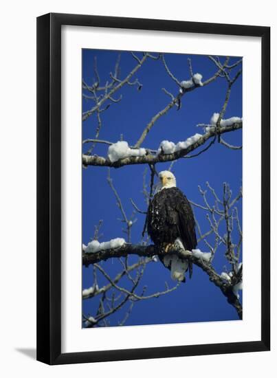 Bald Eagle, Chilkat River, Haines, Alaska, USA-Gerry Reynolds-Framed Photographic Print