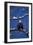 Bald Eagle, Chilkat River, Haines, Alaska, USA-Gerry Reynolds-Framed Photographic Print