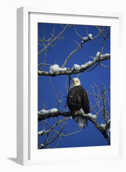 Bald Eagle, Chilkat River, Haines, Alaska, USA-Gerry Reynolds-Framed Photographic Print