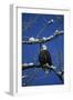 Bald Eagle, Chilkat River, Haines, Alaska, USA-Gerry Reynolds-Framed Photographic Print