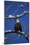 Bald Eagle, Chilkat River, Haines, Alaska, USA-Gerry Reynolds-Mounted Photographic Print