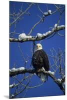 Bald Eagle, Chilkat River, Haines, Alaska, USA-Gerry Reynolds-Mounted Premium Photographic Print