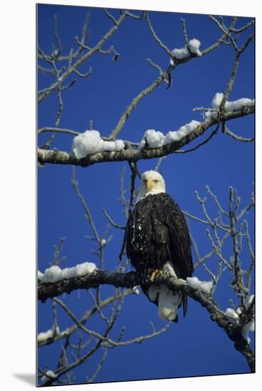 Bald Eagle, Chilkat River, Haines, Alaska, USA-Gerry Reynolds-Mounted Premium Photographic Print
