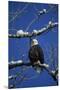 Bald Eagle, Chilkat River, Haines, Alaska, USA-Gerry Reynolds-Mounted Premium Photographic Print