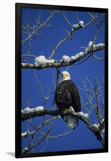 Bald Eagle, Chilkat River, Haines, Alaska, USA-Gerry Reynolds-Framed Premium Photographic Print