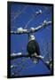 Bald Eagle, Chilkat River, Haines, Alaska, USA-Gerry Reynolds-Framed Premium Photographic Print