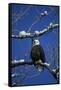 Bald Eagle, Chilkat River, Haines, Alaska, USA-Gerry Reynolds-Framed Stretched Canvas