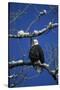 Bald Eagle, Chilkat River, Haines, Alaska, USA-Gerry Reynolds-Stretched Canvas